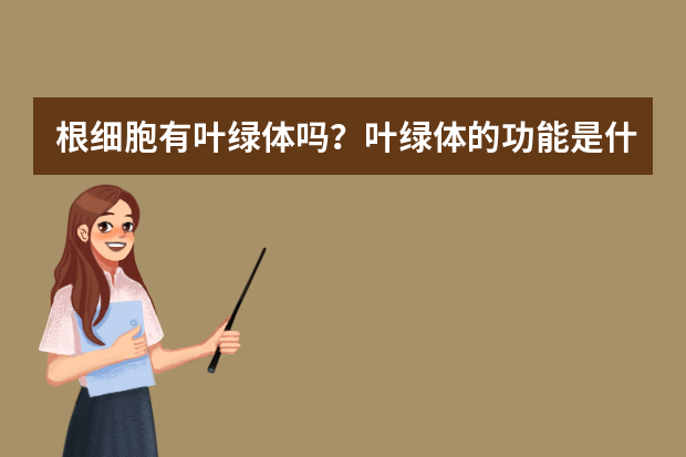 根细胞有叶绿体吗？叶绿体的功能是什么